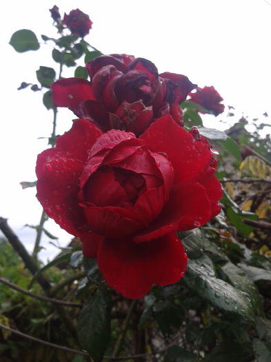 trandafir rosu - trandafiri