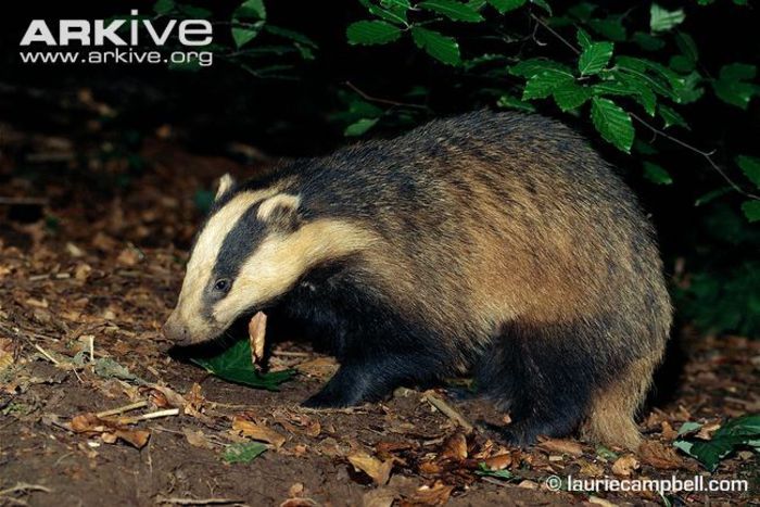 Adult-badger-foraging-at-night - x77-Bursuc