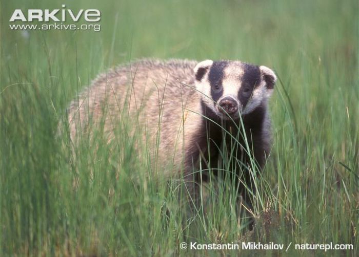 amur-badger-meles-leucurus-amurensis