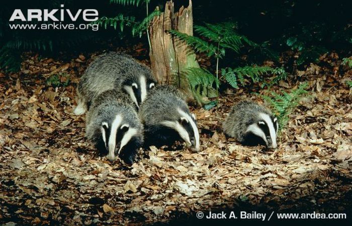 Badger-adults-and-three-month-old-cub-foraging-in-leaf-litter