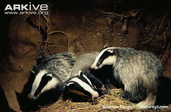 Badger-cubs-in-undergroud-sett - x77-Bursuc