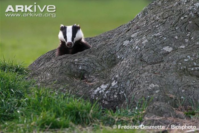 Badger-emerging-from-its-sett - x77-Bursuc