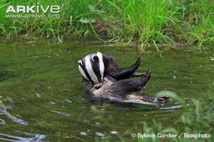 Badger-grooming - x77-Bursuc