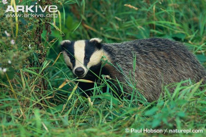 Badger-in-grass - x77-Bursuc