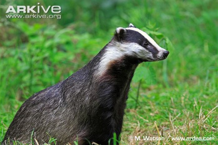 Badger-portrait - x77-Bursuc