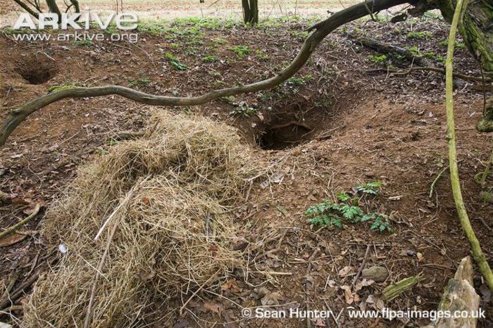 Badger-sett-entrance-with-discarded-bedding - x77-Bursuc