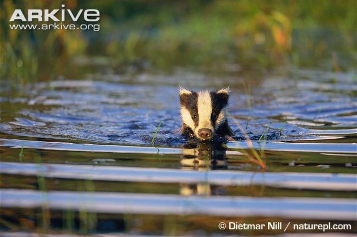 Badger-swimming