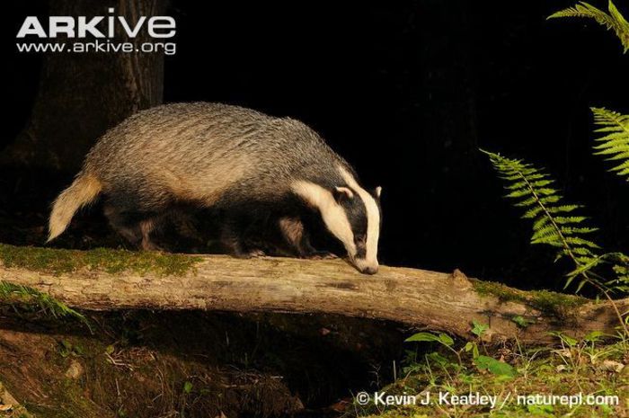 Badger-walking-along-a-log