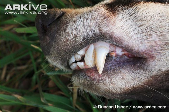 Close-up-of-badger-teeth - x77-Bursuc