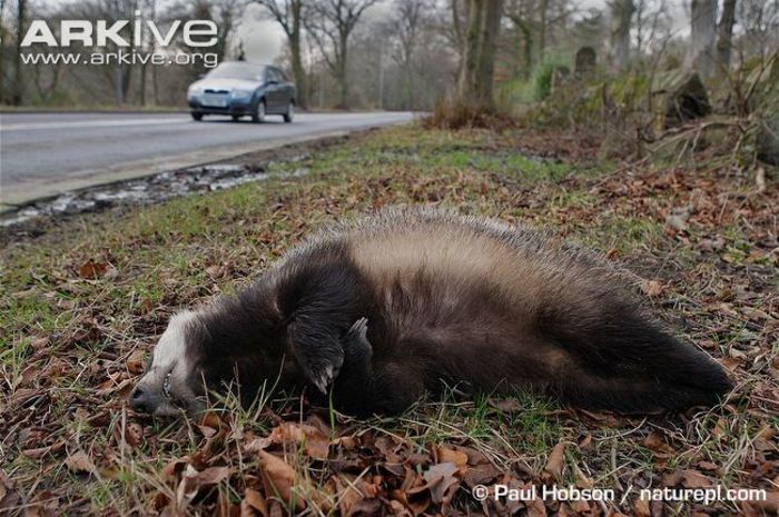 Dead-badger-on-roadside - x77-Bursuc