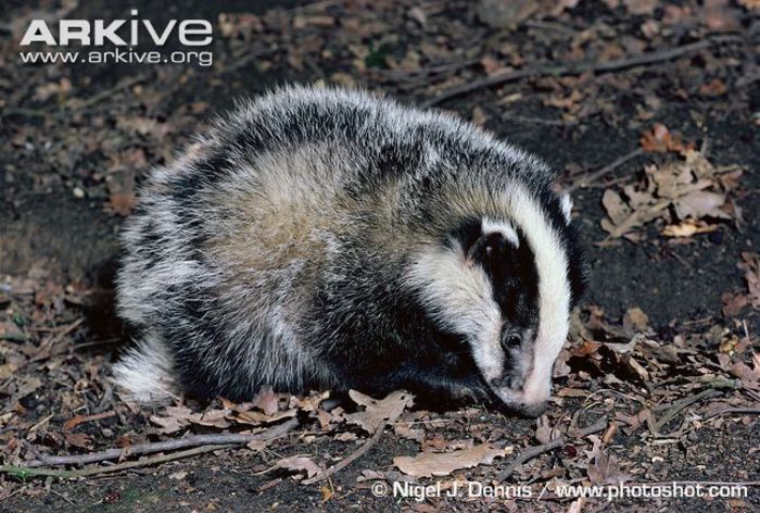 Young-badger-foraging - x77-Bursuc