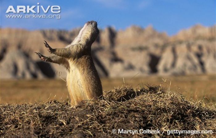 Black-tailed-prairie-dog- - x78-Caine de prerie