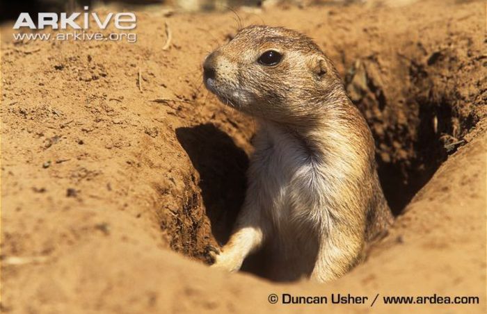 Black-tailed-prairie-dog-adult-alert-at-burrow-entrance - x78-Caine de prerie