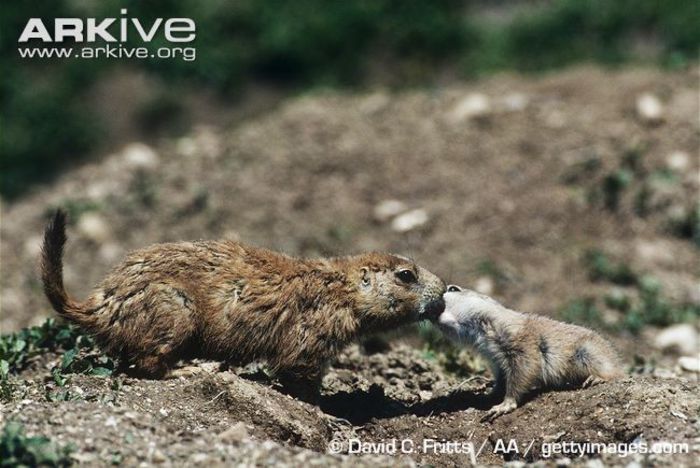 Black-tailed-prairie-dog-adult-with-young - x78-Caine de prerie