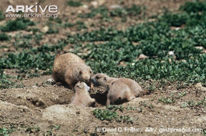 Black-tailed-prairie-dog-adult-with-young-at-burrow