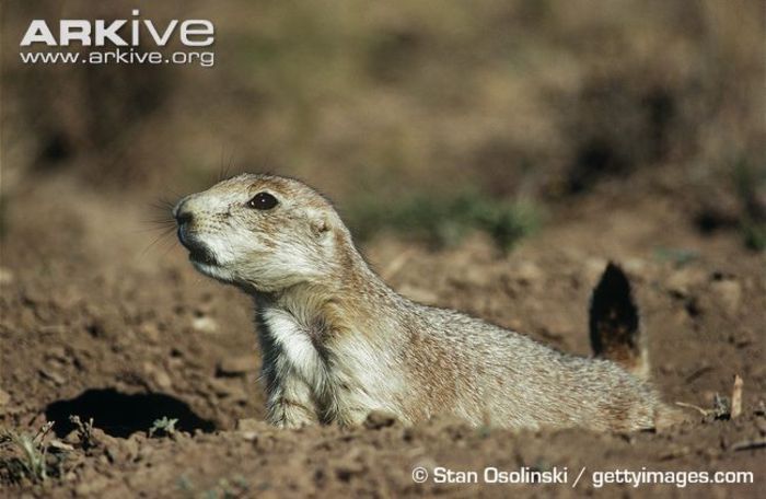 Black-tailed-prairie-dog-barking - x78-Caine de prerie