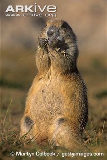 Black-tailed-prairie-dog-feeding - x78-Caine de prerie