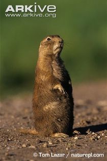 Black-tailed-prairie-dog-on-lookout - x78-Caine de prerie