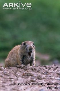 Black-tailed-prairie-dog-with-open-mouth - x78-Caine de prerie