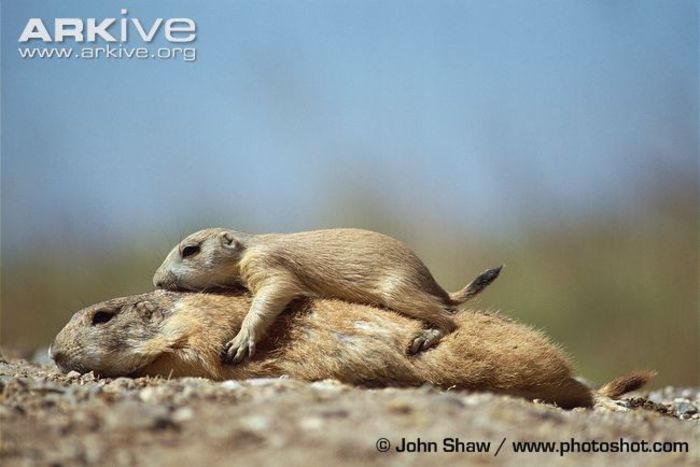 Black-tailed-prairie-dog-with-young-resting-on-top - x78-Caine de prerie