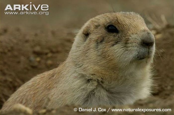 Close-up-of-a-black-tailed-prairie-dog-