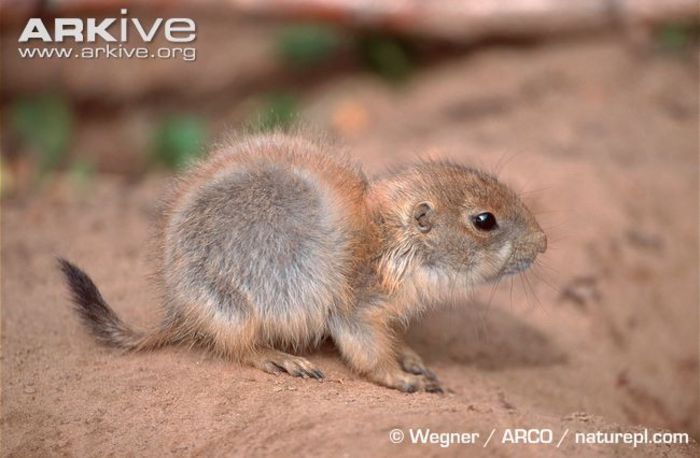 Young-black-tailed-prairie-dog- - x78-Caine de prerie