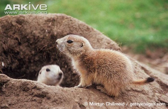 Young-black-tailed-prairie-dog-at-burrow-entrance - x78-Caine de prerie