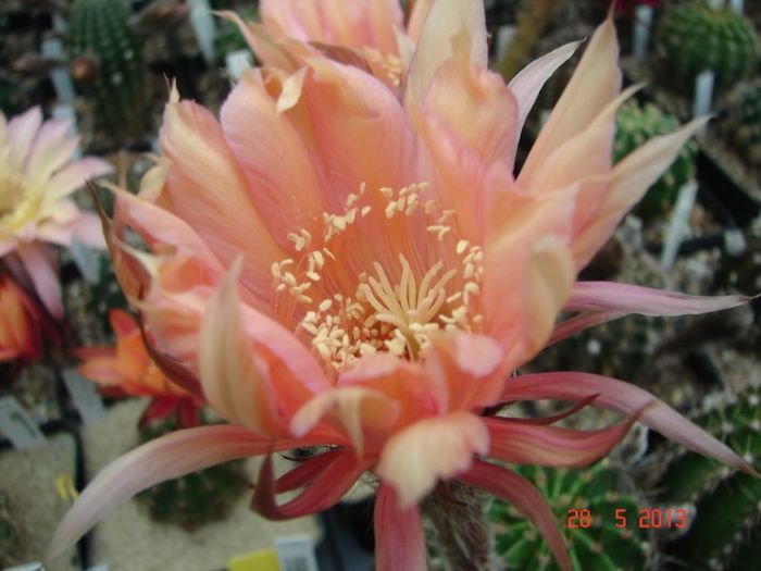DSC01079
