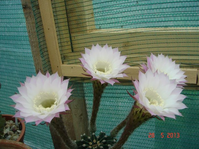 DSC01086