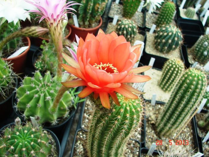 DSC01097