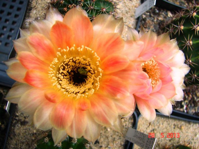 DSC01099