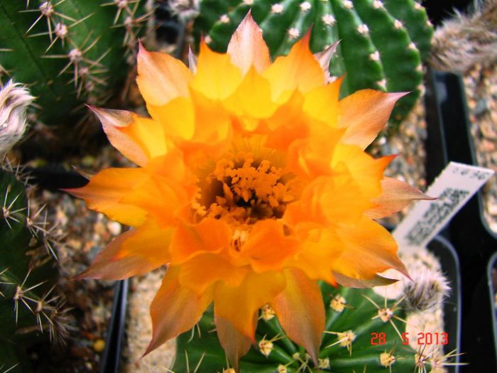 DSC01101