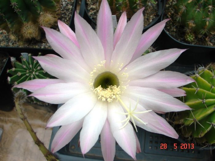 DSC01110