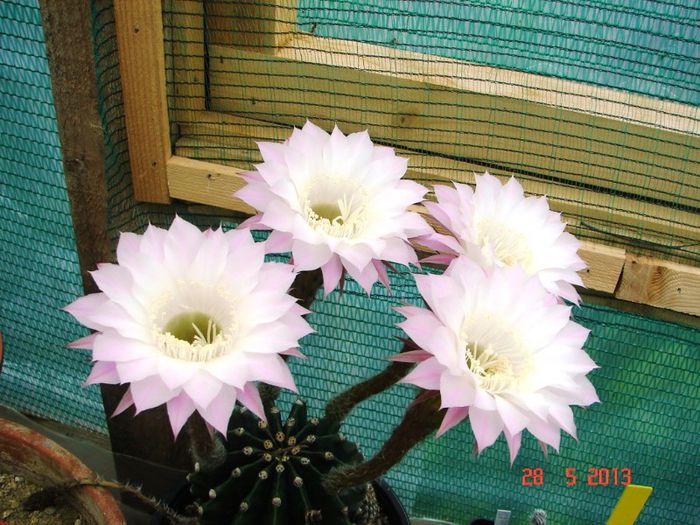 DSC01113