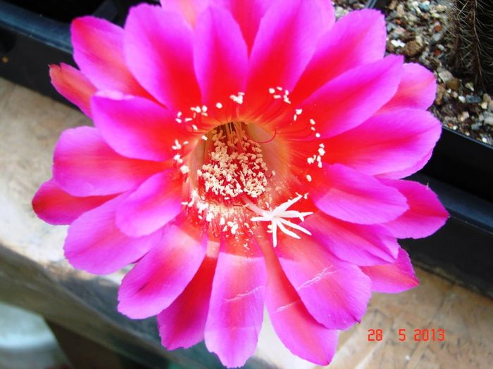 DSC01130