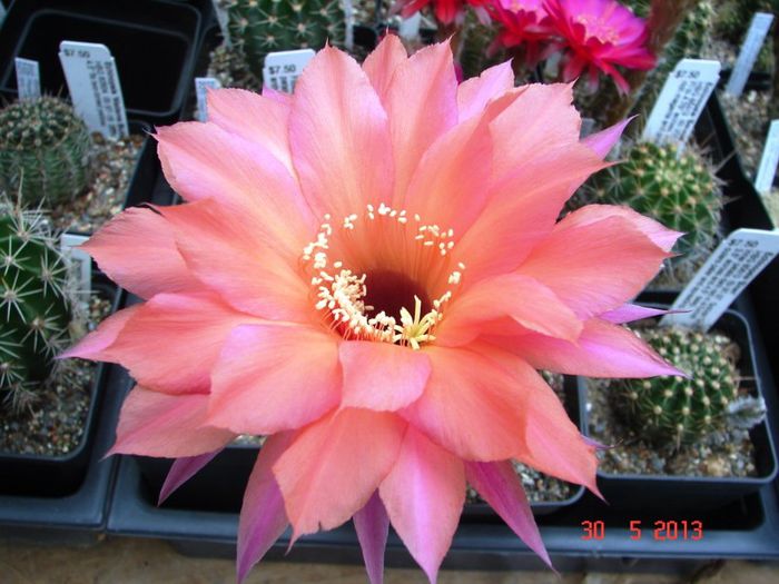DSC01155