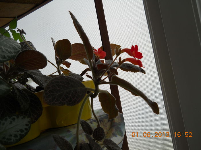 010 - EPISCIA 2013