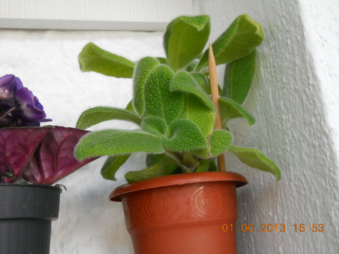 Liliacinda viridis - EPISCIA 2013