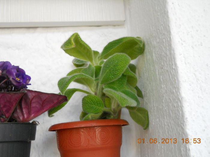 Liliacinda viridis - EPISCIA 2013