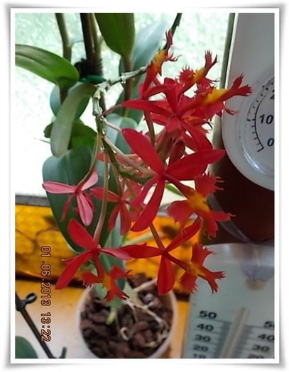 DSCN5439 - flori diverse 2013