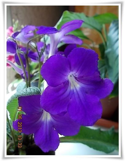 DSCN5478 - flori diverse 2013