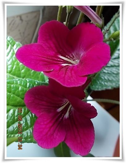 DSCN5481 - flori diverse 2013