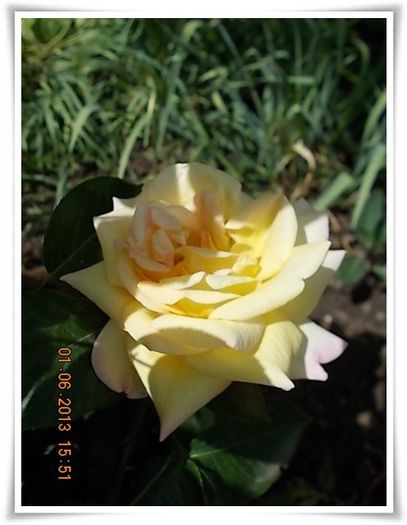 DSCN5515 - flori diverse 2013