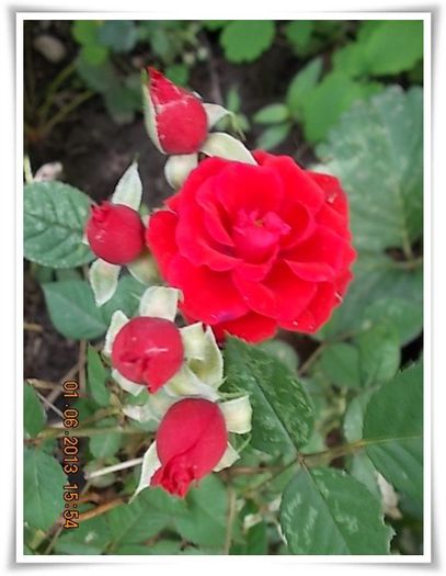 DSCN5518 - flori diverse 2013