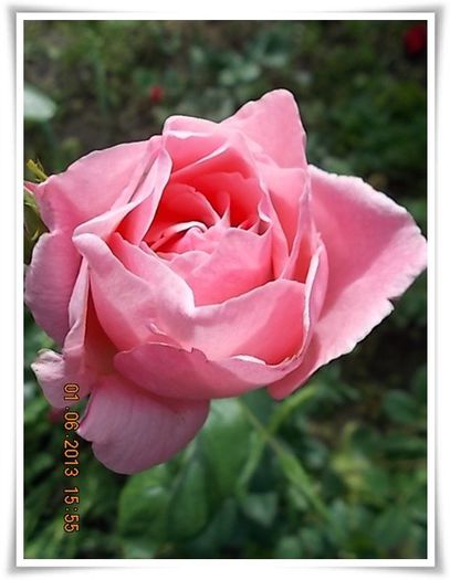 DSCN5524 - flori diverse 2013