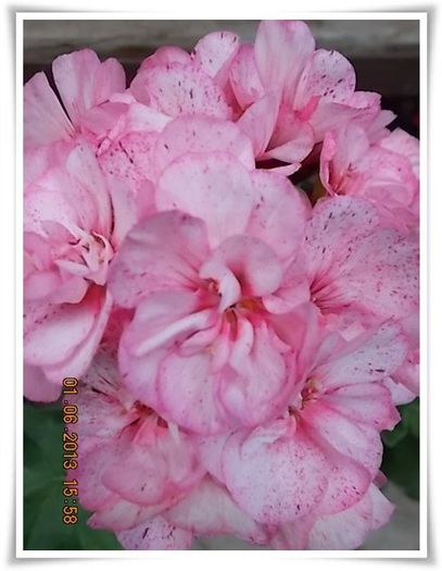 DSCN5526 - flori diverse 2013