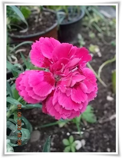 DSCN5536 - flori diverse 2013