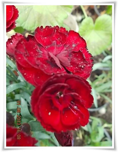 DSCN5538 - flori diverse 2013