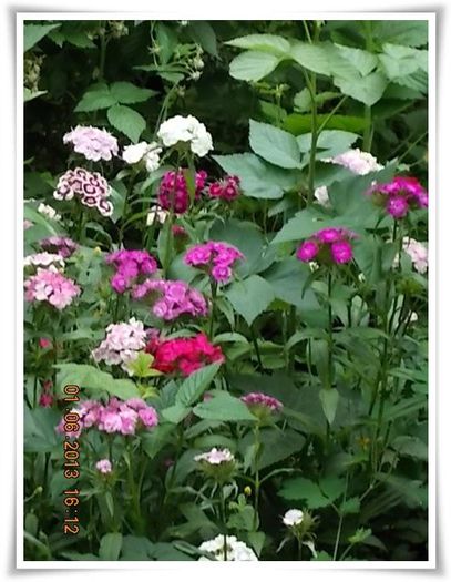 DSCN5544 - flori diverse 2013