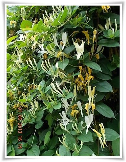 DSCN5561 - flori diverse 2013